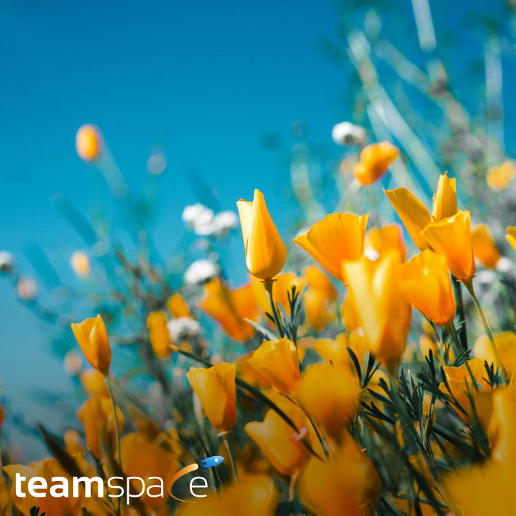 teamspace Frühjahr-Release 2024