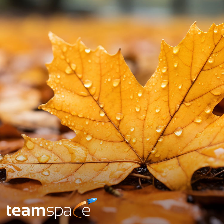 teamspace Herbst-Release 2023