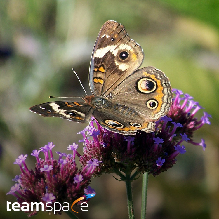 teamspace Sommer-Release 2023