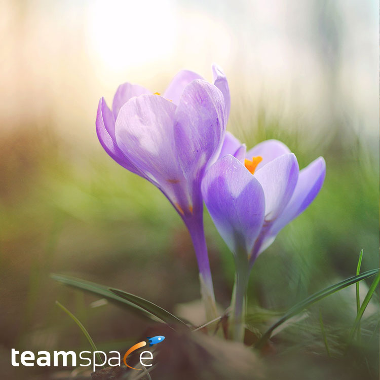 teamspace Frühjahr-Release 2023